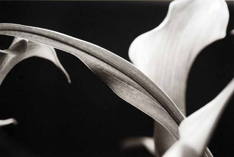 Elan - Annemarie-Borg